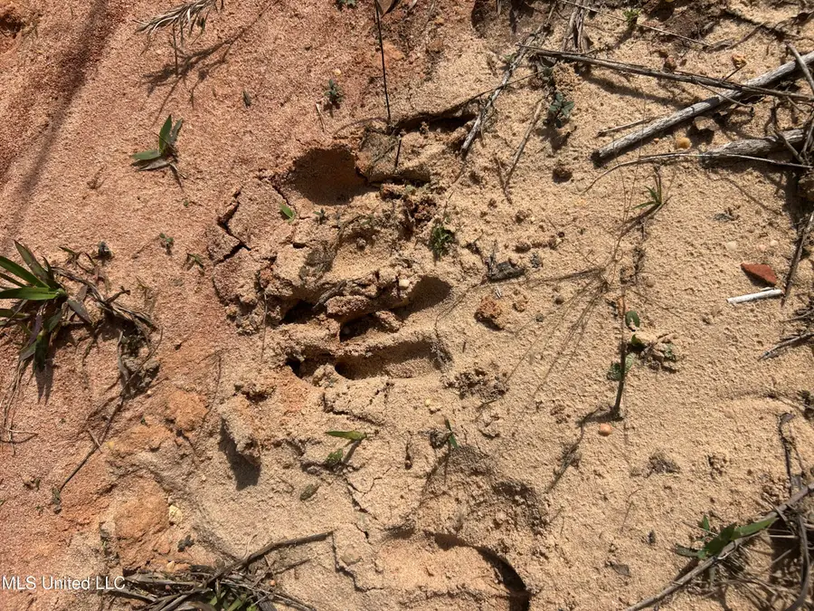 00 Jordan Hill Road, Carson, MS 39427 - Image #2