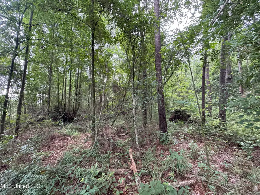 32451 Chapel Pine Drive, Albany, LA 70711 - Image #3