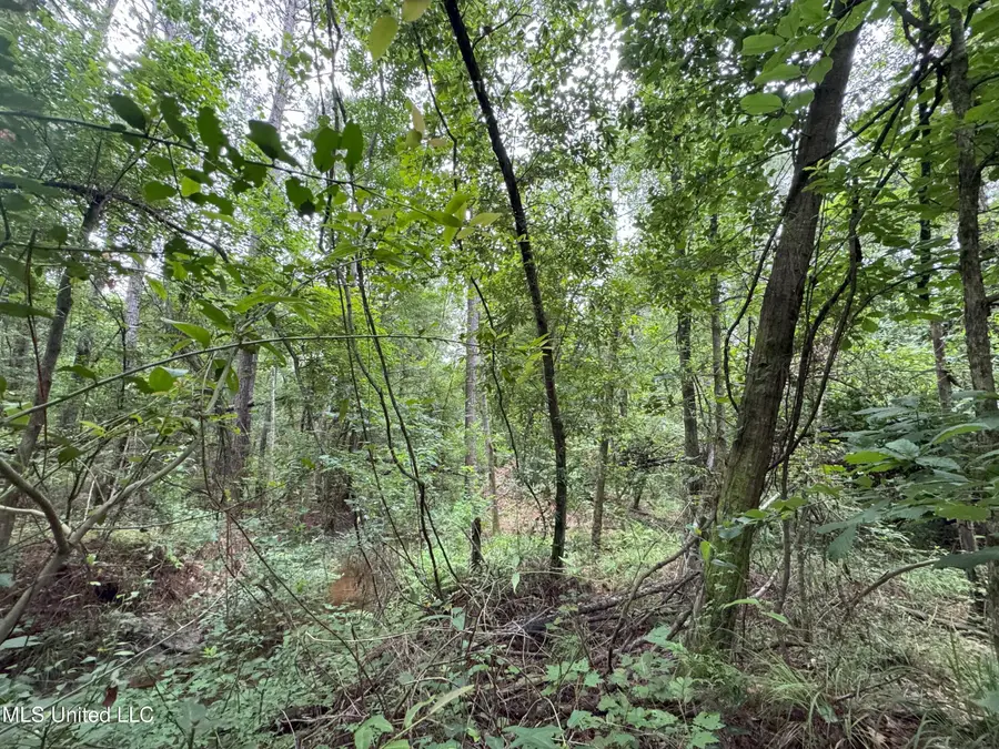 32531 Chapel Pine Drive, Albany, LA 70711 - Image #2