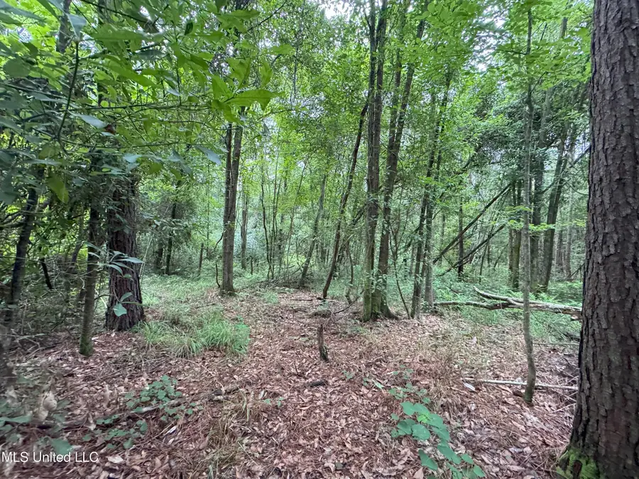 32531 Chapel Pine Drive, Albany, LA 70711 - Image #3