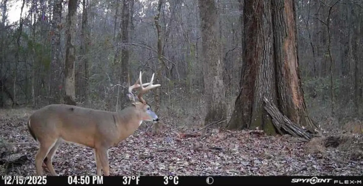 1851 Swamp Road, Carthage, MS 39051 - #1