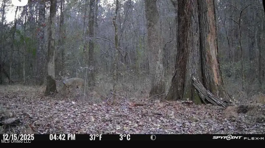 1851 Swamp Road, Carthage, MS 39051 - #3