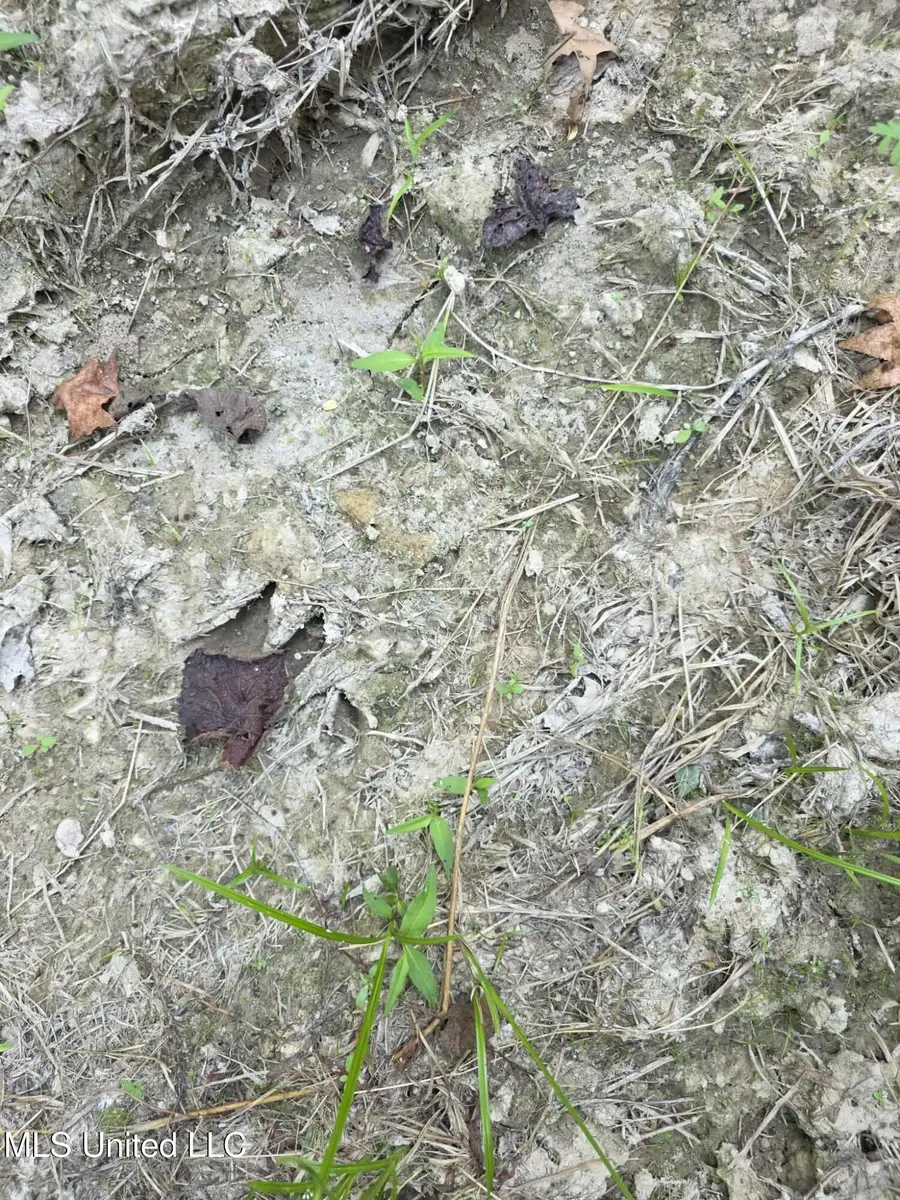 Phares Lane, Meadville, MS 39653 - Image #3