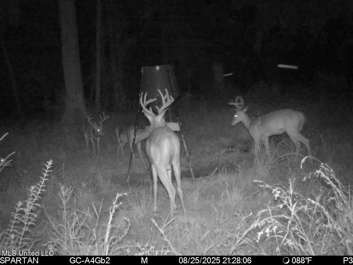 38774 S Mccarrol Rd Road, Amite, LA 70422 - Image #1