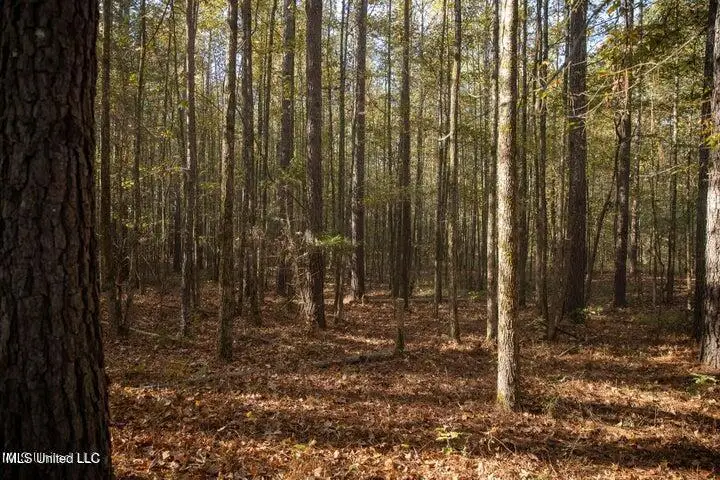 Vaughan Rd Road, Vaughan, MS 39179 - Image #3