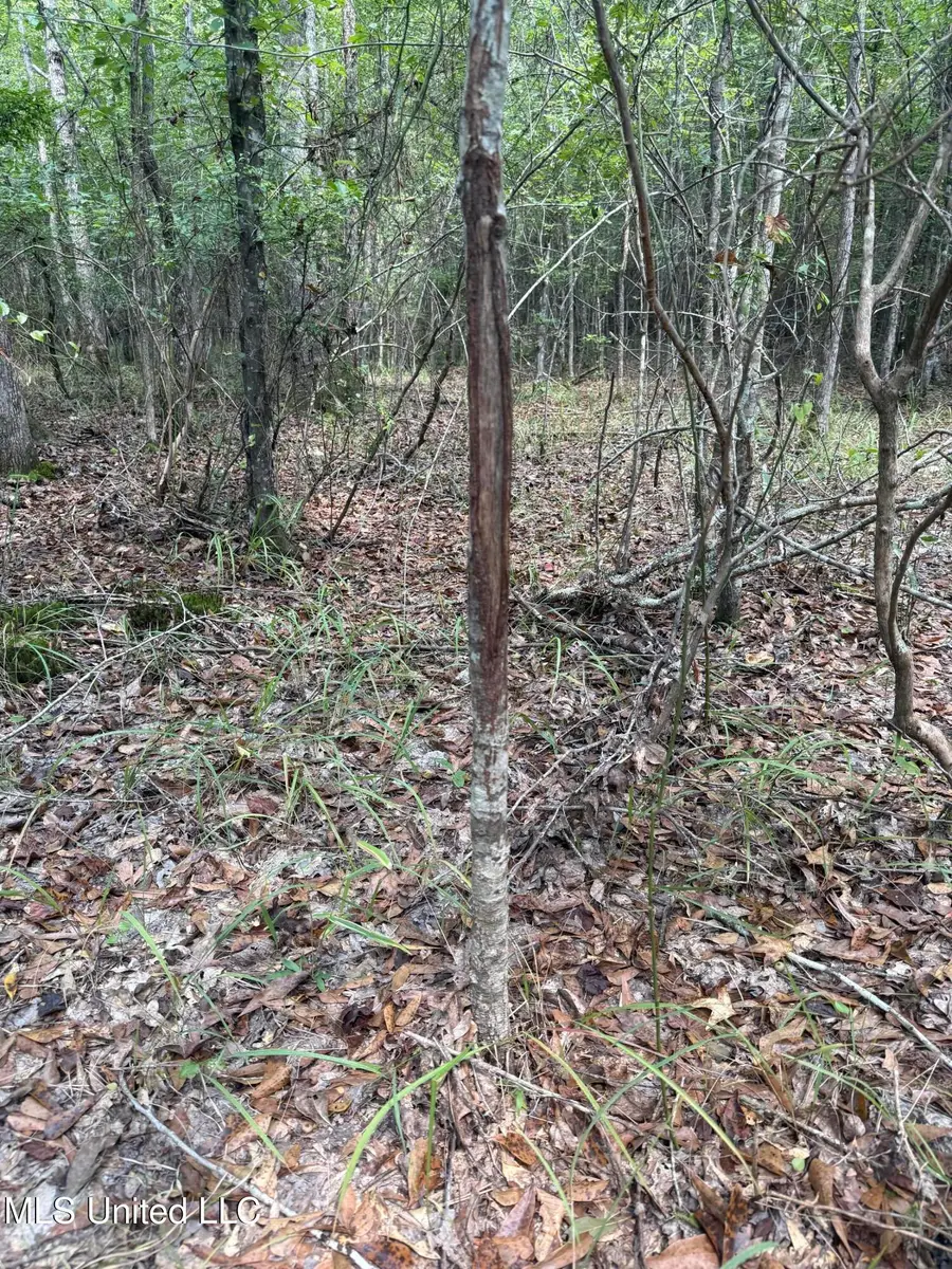 4920 Wiggins Loop Road, Carthage, MS 39051 - Image #3