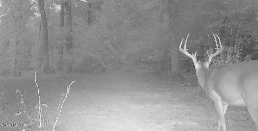 Highway 35, Vaiden, MS 39176 - Image #3