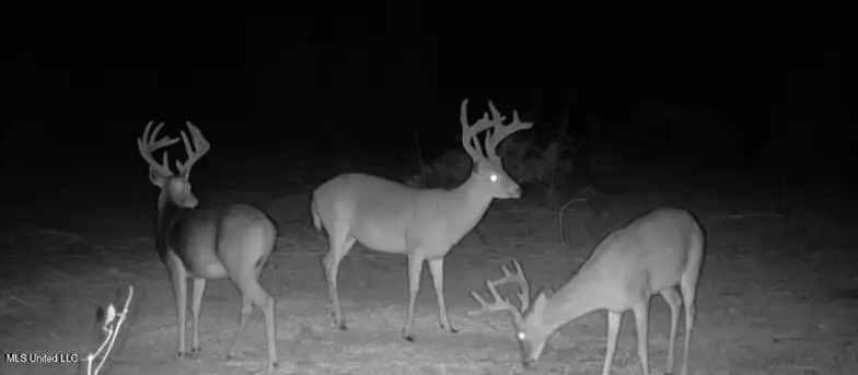 8145 Gordon Station Road, Port Gibson, MS 39150 - Image #2