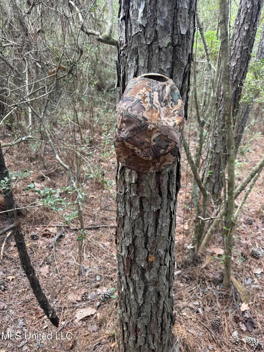 Off Country Hill Road, Lucedale, MS 39452 - Image #2