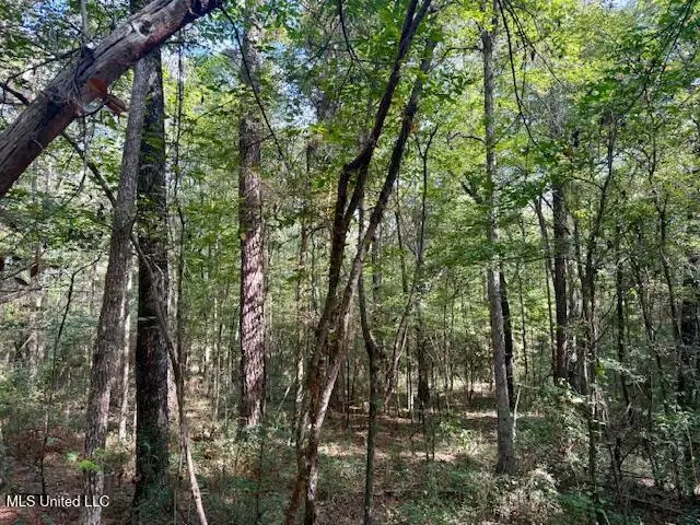 Beartown Road, Jayess, MS 39641 - Image #1