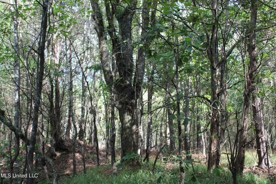 5 Old Byhalia Road, Byhalia, MS 38611 - Image #3