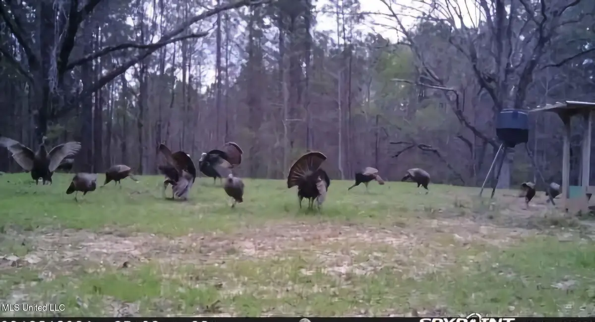 0 Green Door Road, Eupora, MS 39744 - Image #1