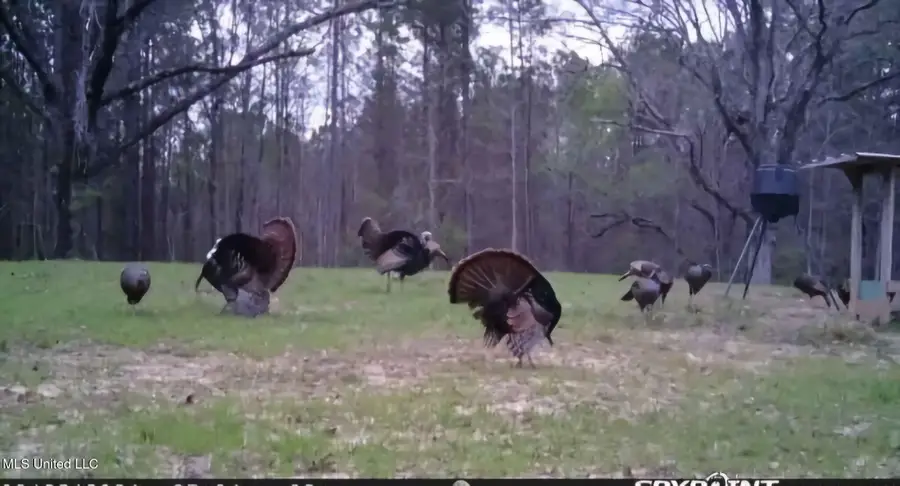 0 Green Door Road, Eupora, MS 39744 - Image #2