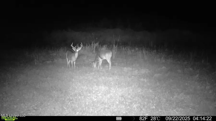 Ebenezer Church Road, Bassfield, MS 39421 - Image #3