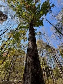 Perry Chapel Road, Ashland, MS 38603 - Image #1