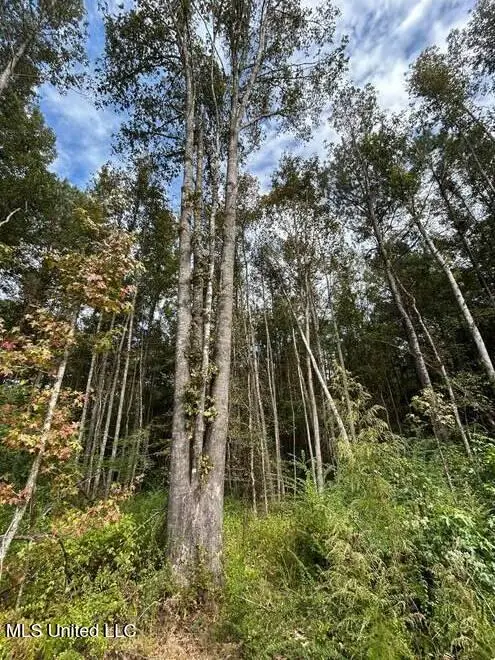 8049 Smith Co Rd 504, Raleigh, MS 39153