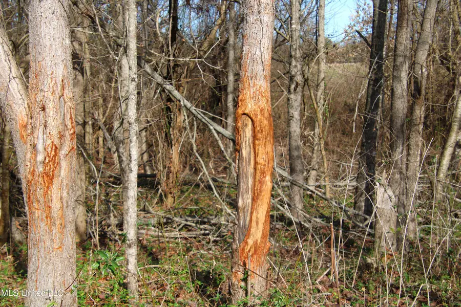 577 Black Jack Road, Vaughan, MS 39179 - #3