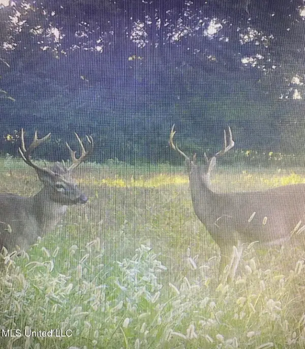 On Peyton Road, Coldwater, MS 38618