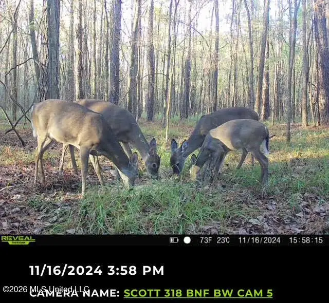 8 Forest Service Road 562, Pulaski, MS 39152 - #3