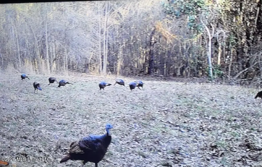 50 Oakdale Church Road, Seminary, MS 39479 - #2