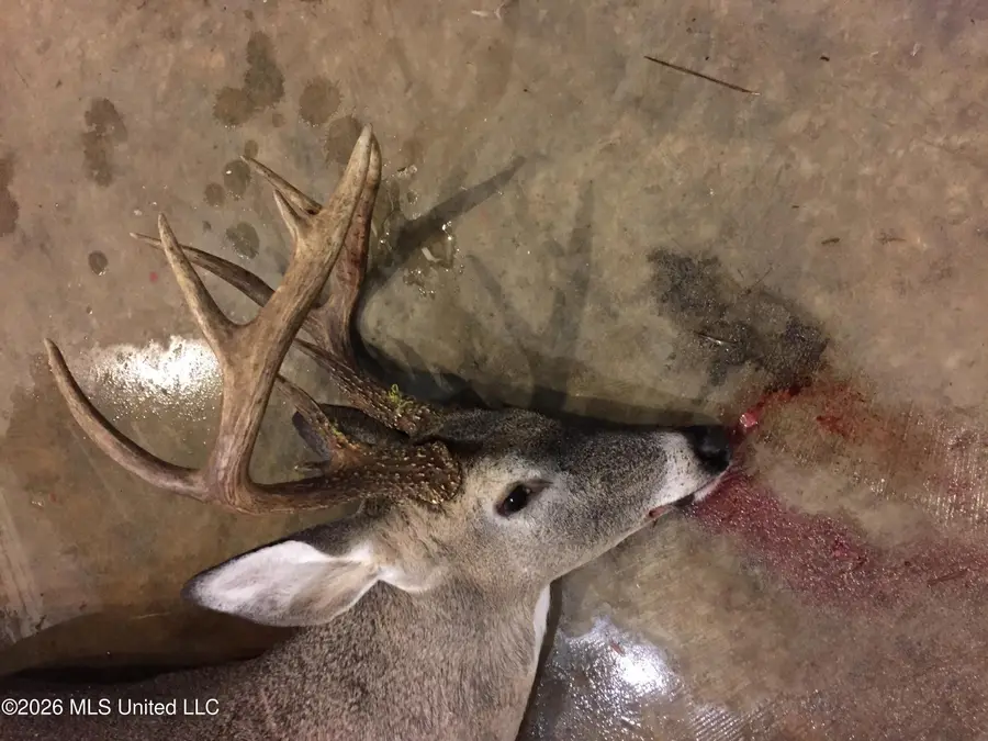 Conerly Drive, McComb, MS 39648 - #2