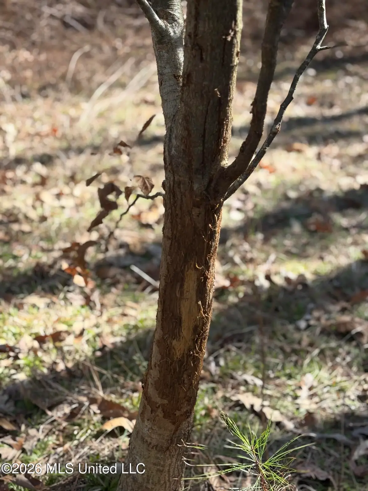 11330 Mississippi 429, Kosciusko, MS 39090 - #1