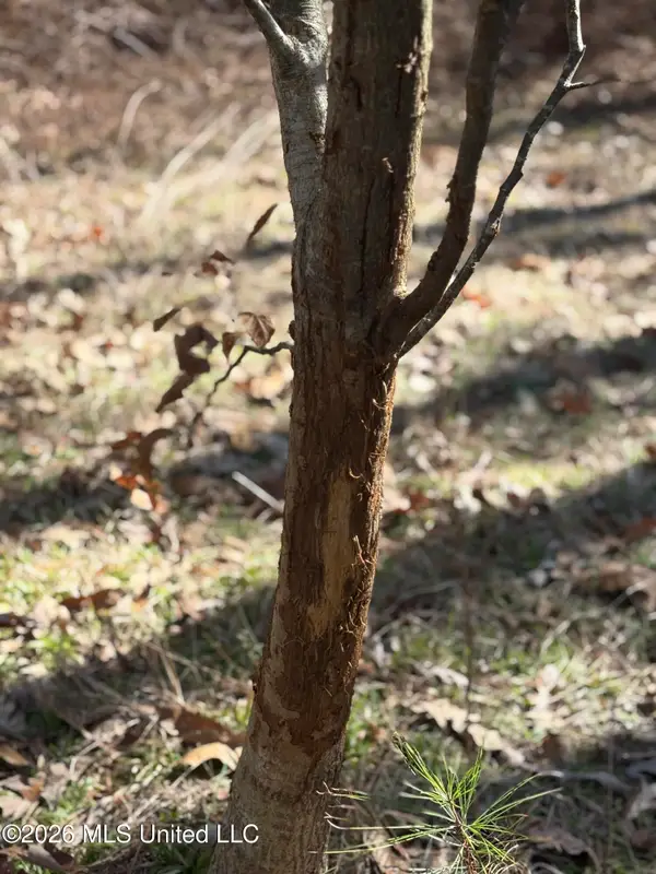 11330 Mississippi 429, Kosciusko, MS 39090