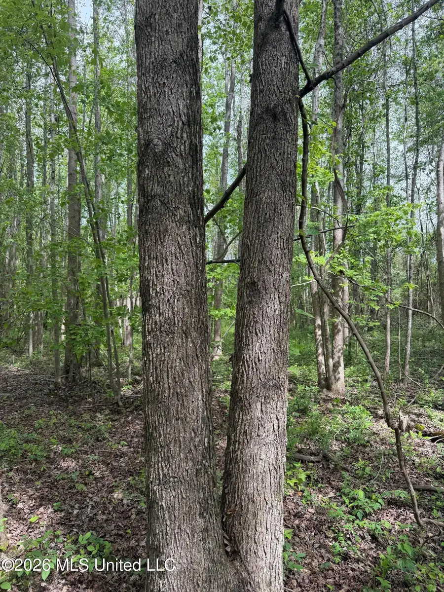 Old Jackson Road, De Kalb, MS 39328 - #3