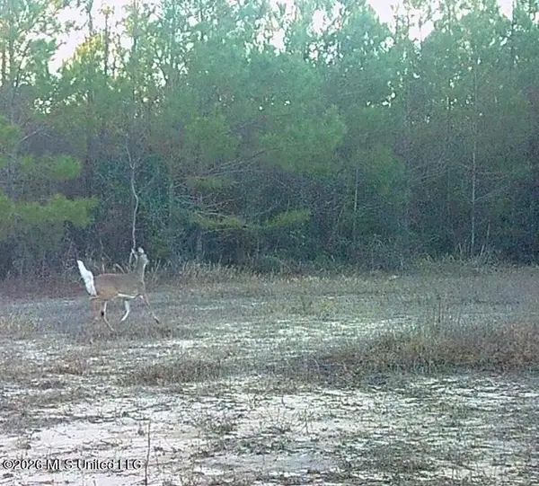 Forestry Rd 356, Beaumont, MS 39423