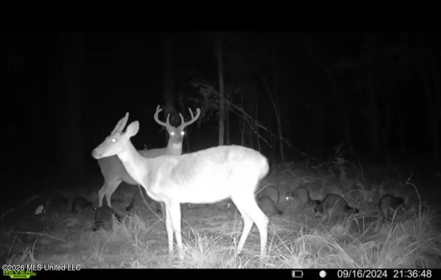 Ms-25, Brandon, MS 39047 - #2