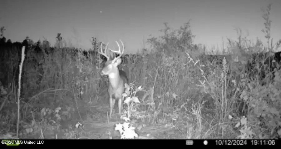 Ms-25, Brandon, MS 39047 - #3