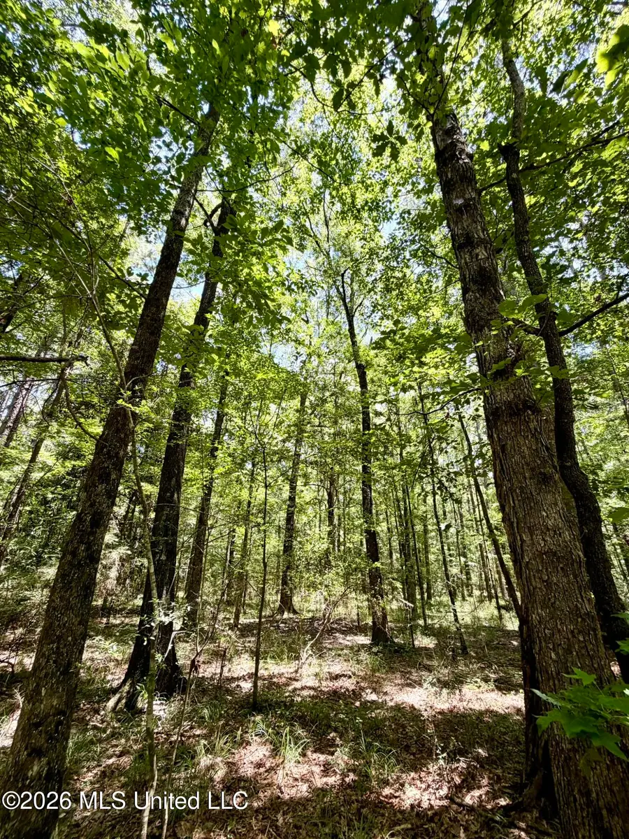 2497 SW Linfrank Line Drive, Smithdale, MS 39664 - #2