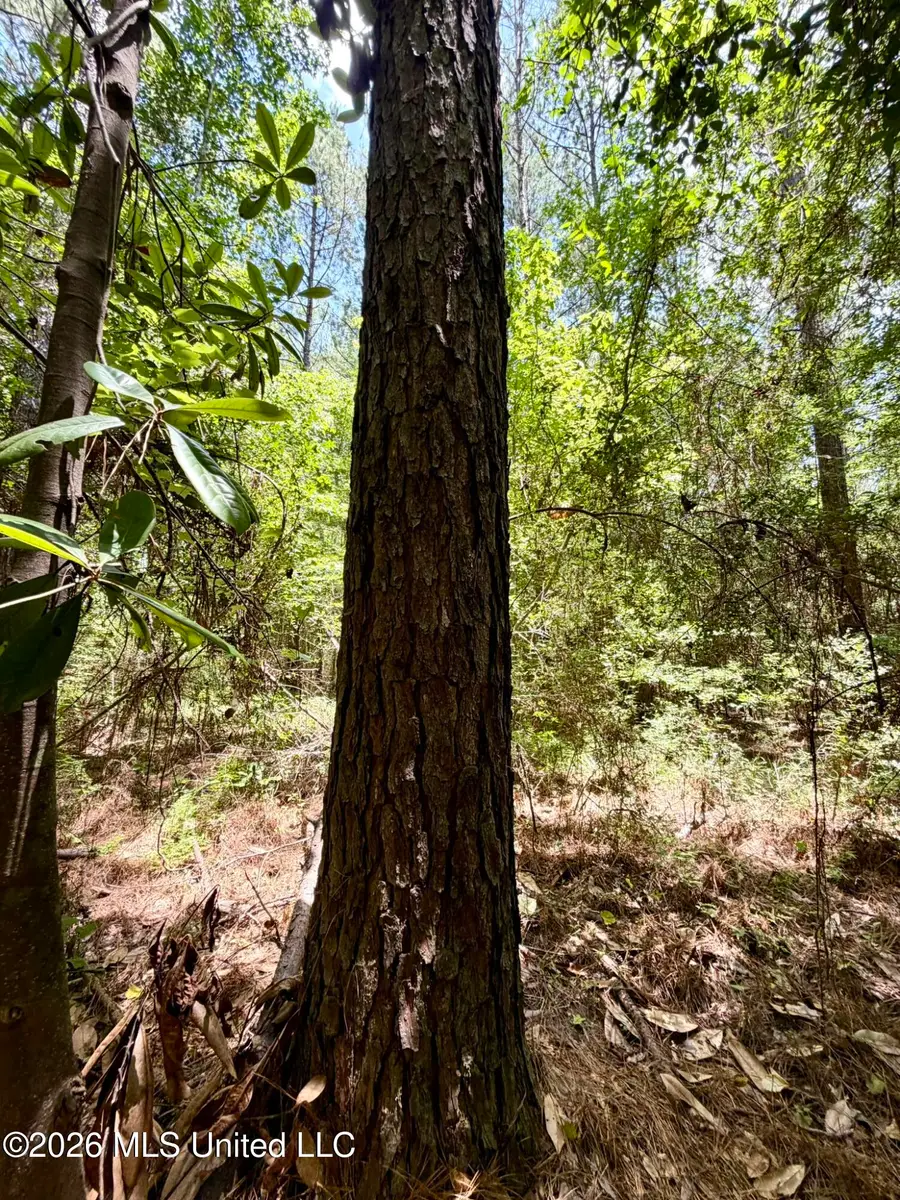 SW Linfrank Line Drive, Smithdale, MS 39664 - #3