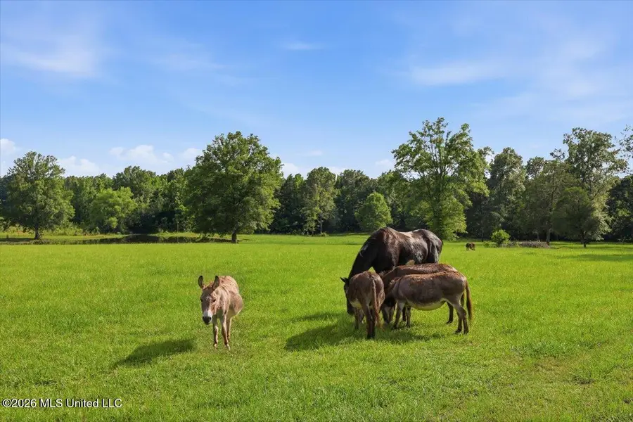 979 Barker Road, Morton, MS 39117 - #3