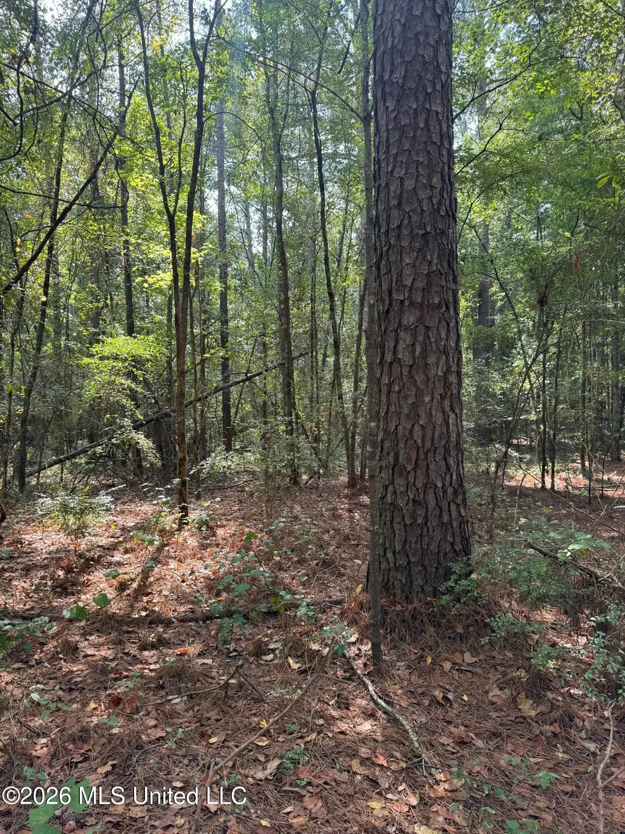 Permenter Road, Carthage, MS 39051 - #3