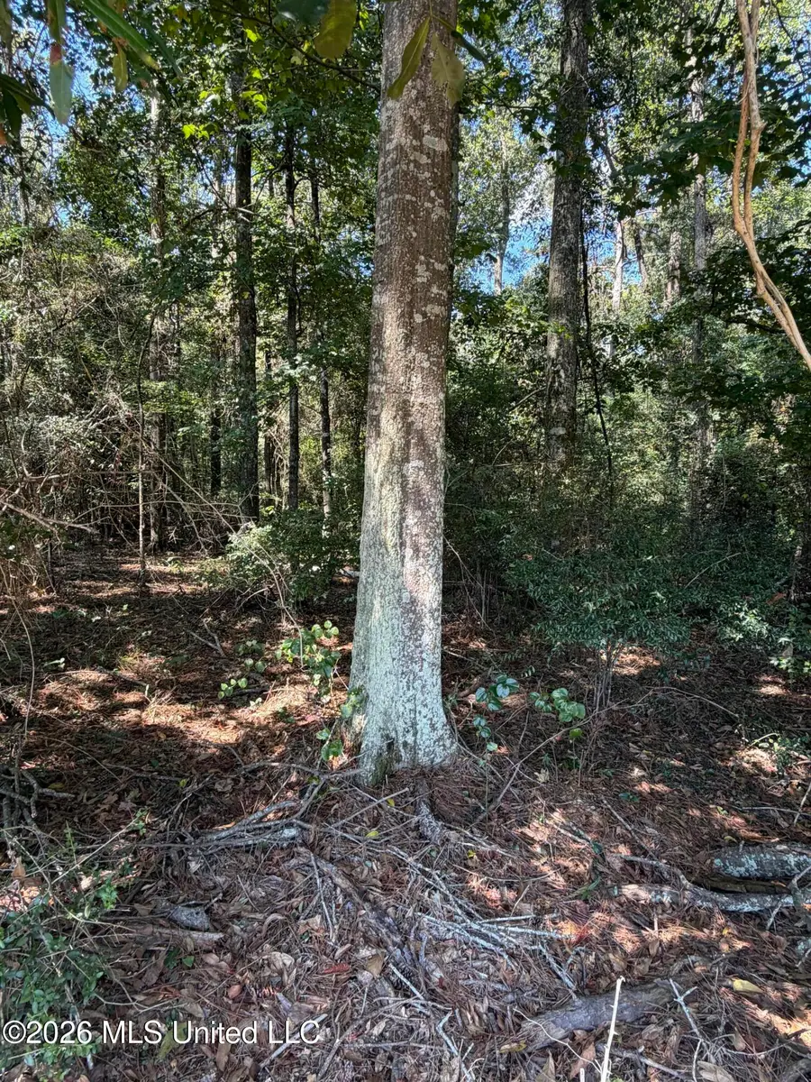 Adams Road, Smithdale, MS 39664 - #2