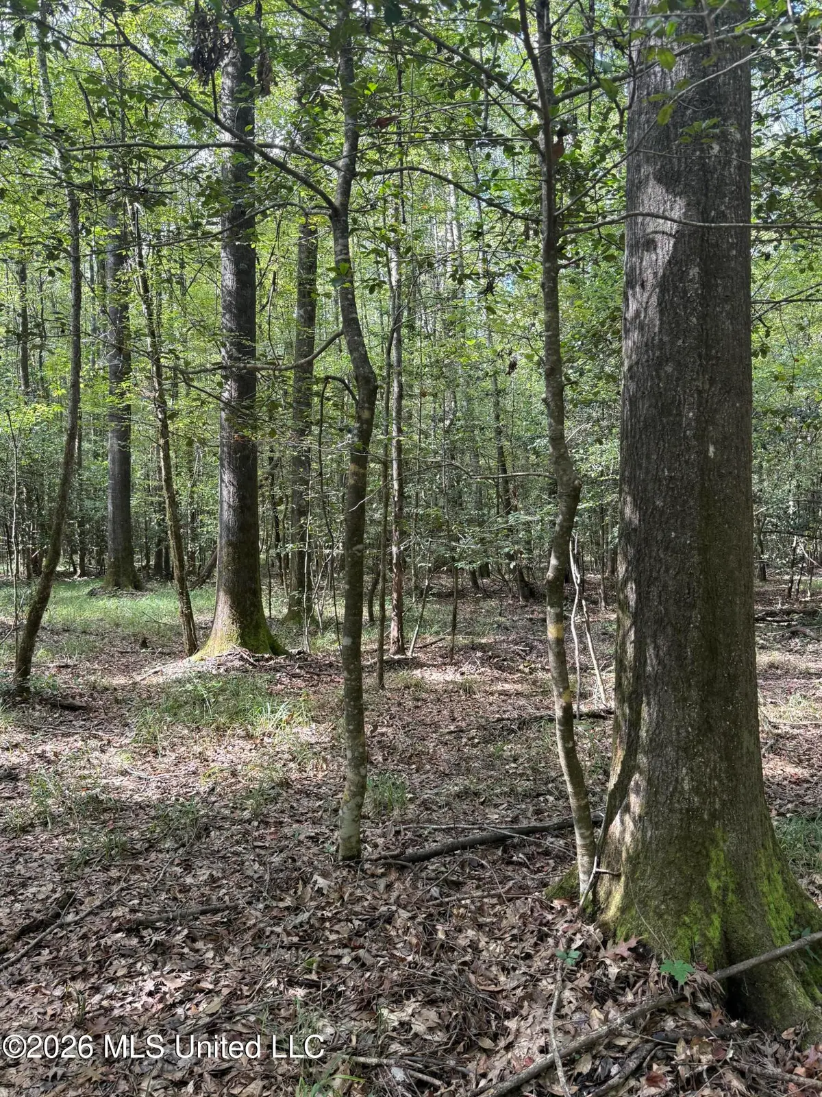 Co Rd 5216, Kosciusko, MS 39090 - #1