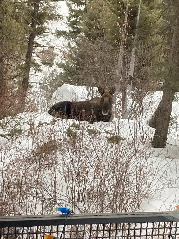 31 Basin Creek Rd, Basin, MT 59631 - Image #2