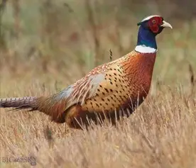 TBD Penwell Bridge Road, Belgrade, MT 59714 - Image #3