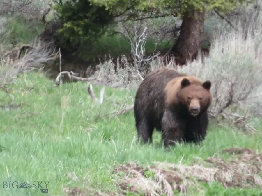 TBD Camp Creek Road, Melrose, MT 59743 - #2