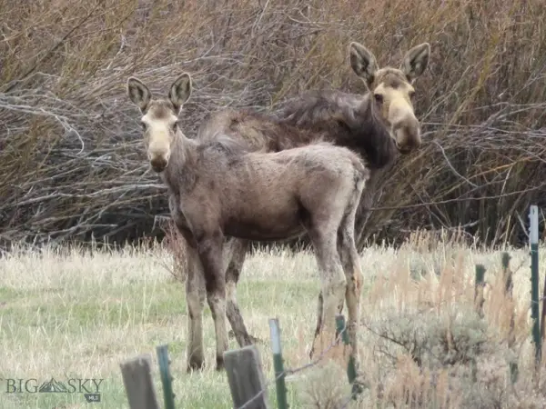 TBD Camp Creek Road, Melrose, MT 59743