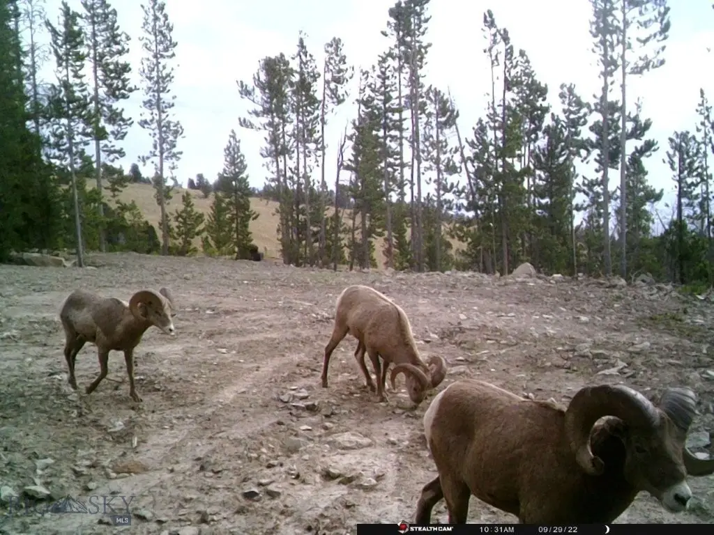Anna Indian Creek Rd, Townsend, MT 59644 - #1