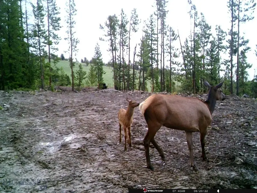 Anna Indian Creek Rd, Townsend, MT 59644 - #3