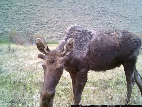 NHN North Camp Creek Road, Butte, MT 59701