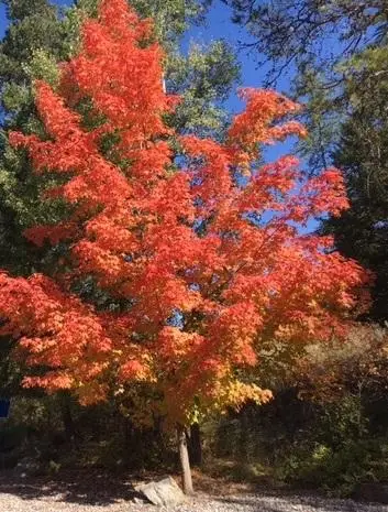 1009 St. Andrews Drive #Unit 51T Wk 40, Columbia Falls, MT 59912 - Image #2