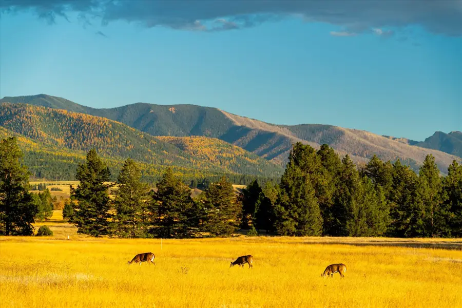 739 Paradise Loop #Lot 10, Eureka, MT 59917 - #3