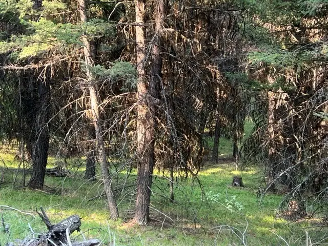 433 Stage Coach Drive, Seeley Lake, MT 59868 - Image #2