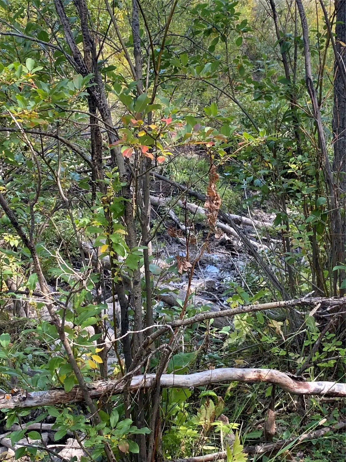 Nhn Arlie Tracts - Lot 30, Babb, MT 59411 - Image #1