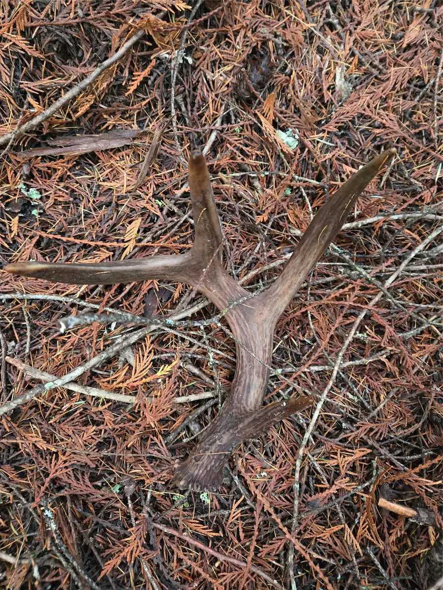 LOT A-4 Elk Heights Lane, Heron, MT 59844 - Image #3