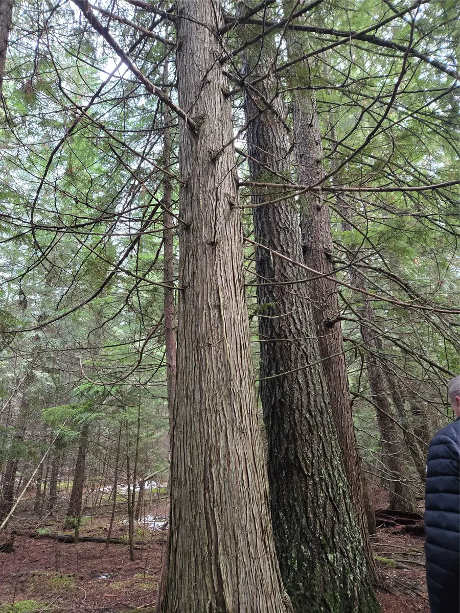 LOT A-1 Elk Heights Lane, Heron, MT 59844 - Image #3